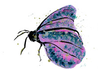 Violet Butterfly